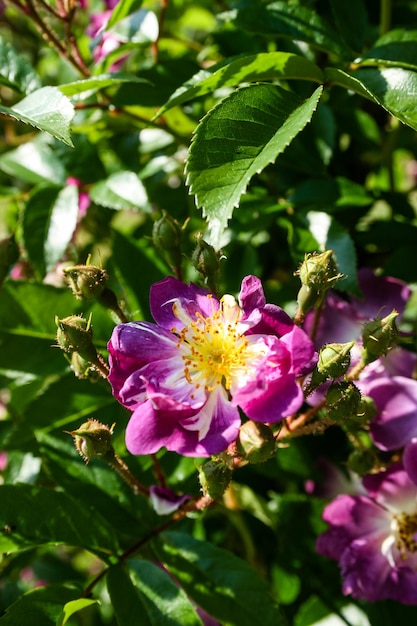 Blühende Sommerrose in der Knospe