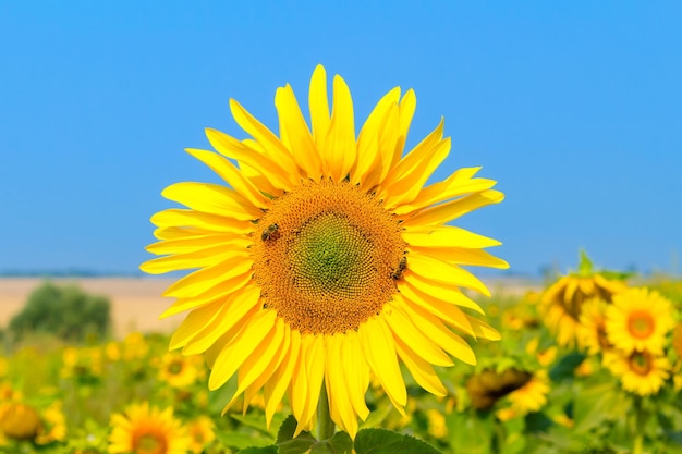 Blühende Sonnenblume auf einem Hintergrund des blauen Himmels