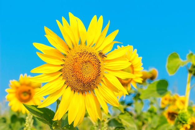 Blühende Sonnenblume auf einem Hintergrund des blauen Himmels