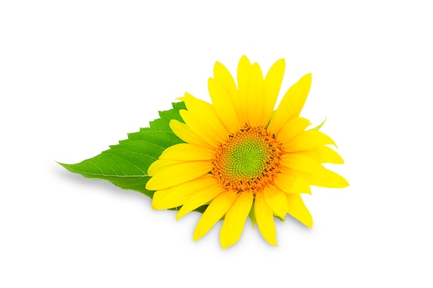 Blühende Sonnenblume auf weißem Hintergrund