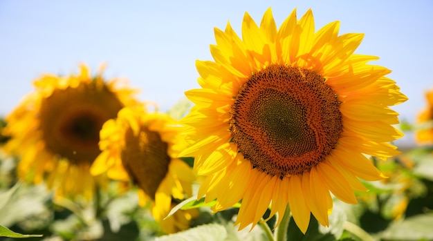 Blühende Sonnenblume aus nächster Nähe