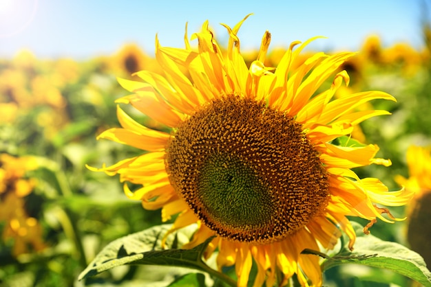 Blühende Sonnenblume in den Strahlen