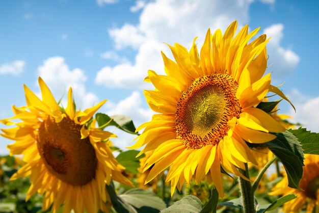 Blühende Sonnenblume Sonnenblumenblumen gegen den Himmel