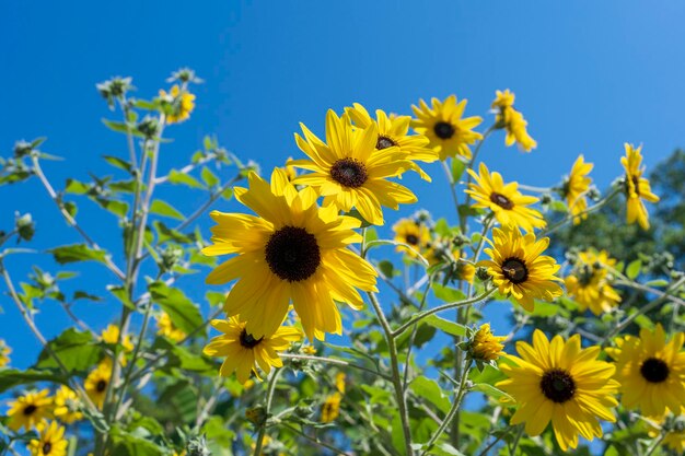 Blühende Sonnenblumen auf dem Feld gegen das Sonnenlicht