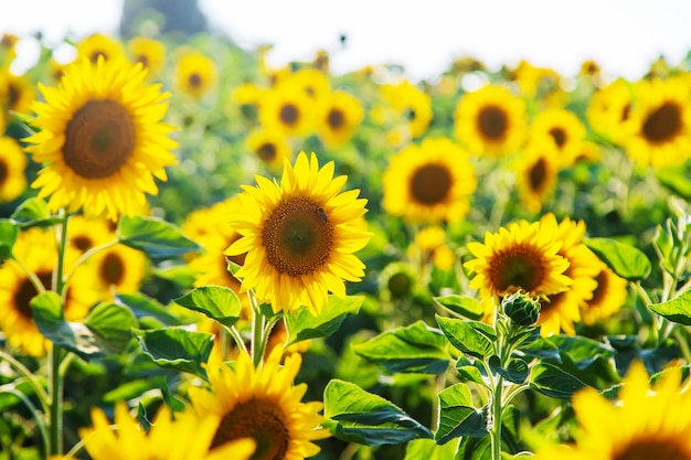 Blühende Sonnenblumen auf dem Feld. Selektiver Fokus. Platz kopieren.