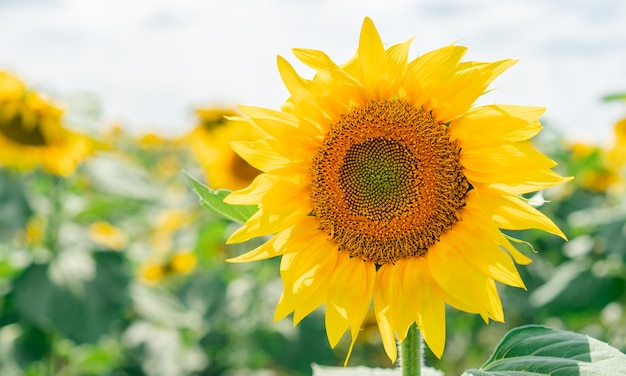 Blühende Sonnenblumen auf dem Feld