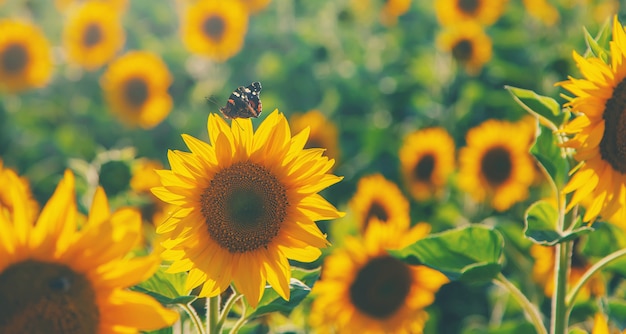 Blühende Sonnenblumen auf dem Feld