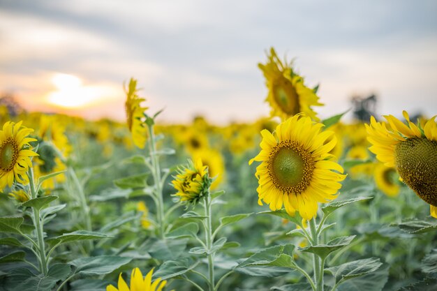 Blühende Sonnenblumen auf dem Gebiet am Sonnenuntergang- oder Dämmerungszeithintergrund. Sommerlandschaftsbild