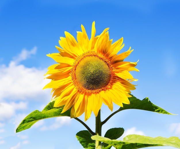 Blühende Sonnenblumen auf einem blauen Himmel der Oberfläche