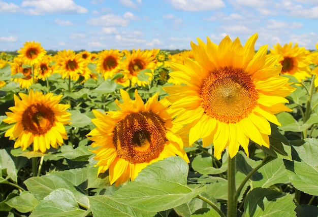 Blühende Sonnenblumen auf einem Feld an der Farm