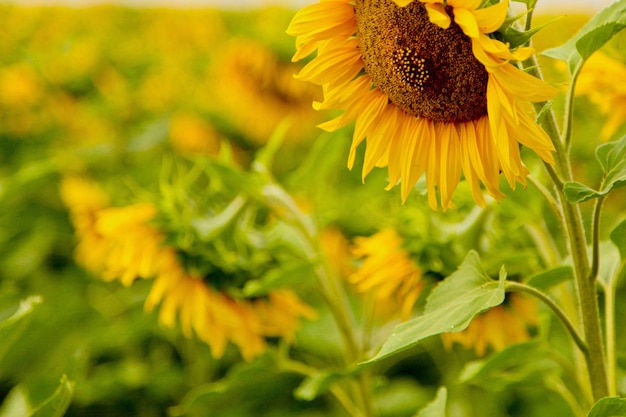 Blühende Sonnenblumen auf einem Feld