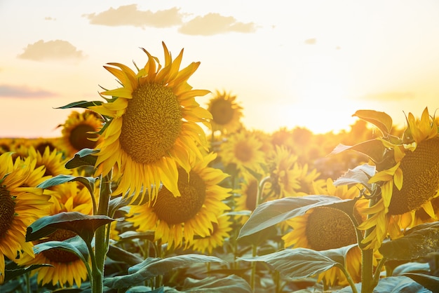 Blühende Sonnenblumen auf einem Feld