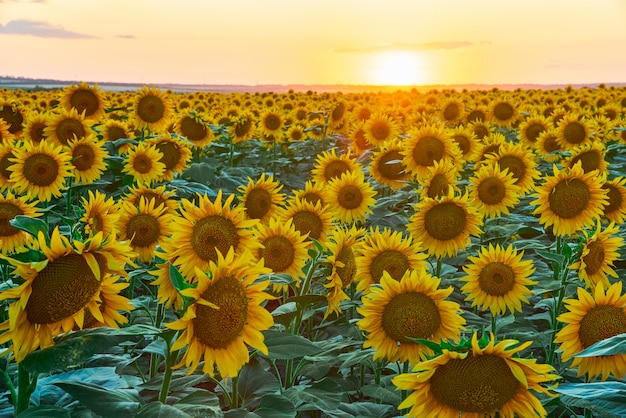 Blühende Sonnenblumen auf einem Feld