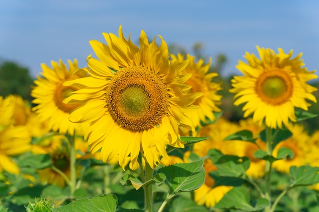 Blühende Sonnenblumen auf natürlichem Hintergrund, Sonnenblumenfeld auf Himmelhintergrund