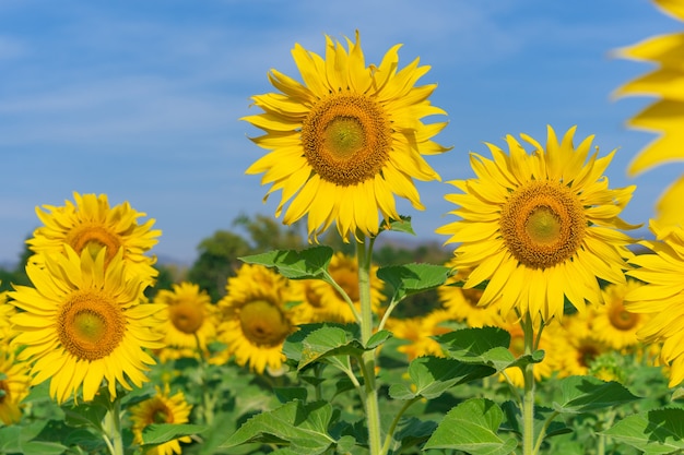 Blühende Sonnenblumen auf natürlichem