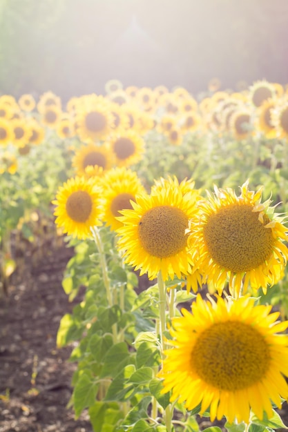 Blühende Sonnenblumen closeup auf dem Feld in der Sonne Anbau von Lebensmitteln vertikale Ansicht