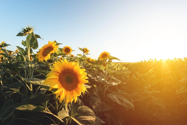 Blühende Sonnenblumen Großes landwirtschaftliches Feld mit Sonnenblumen bei Sonnenuntergang