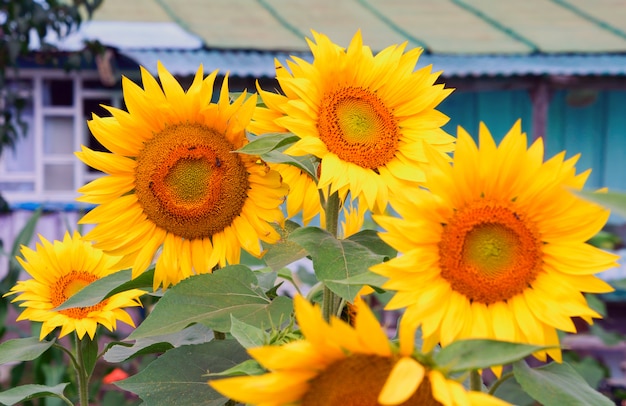 Blühende Sonnenblumen im Garten nahe dem Holzhaus im Dorf.