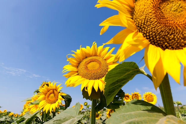 Blühende Sonnenblumen im Sommer