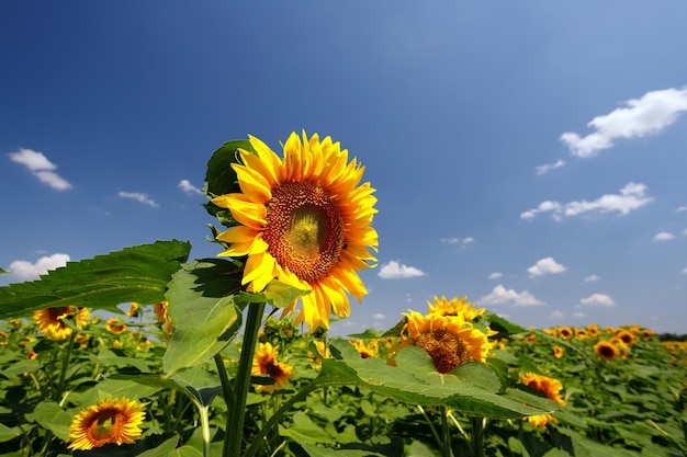 Blühende Sonnenblumen vor dem Hintergrund eines Feldes und eines blauen Himmels mit Wolken