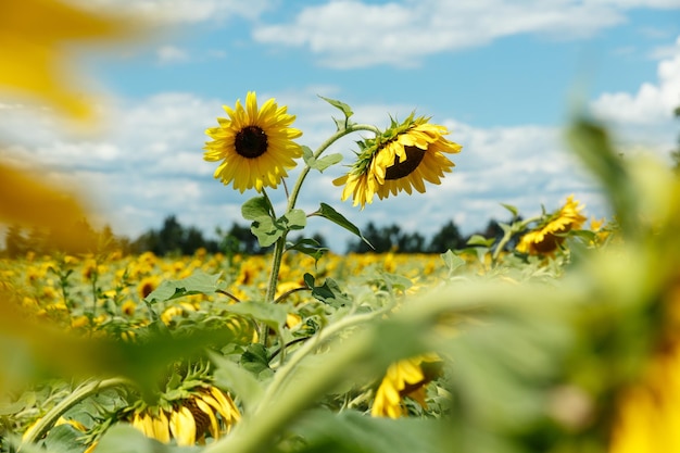 Blühende Sonnenblumen