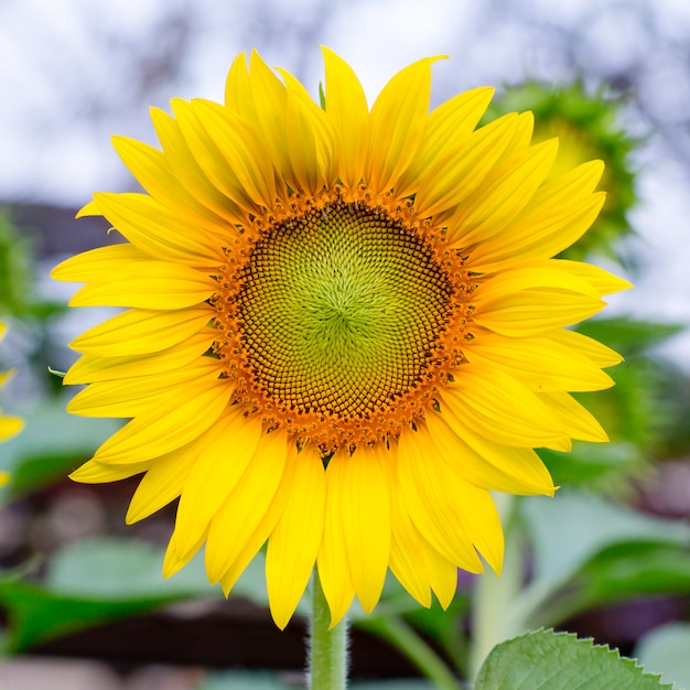 Blühende Sonnenblumen