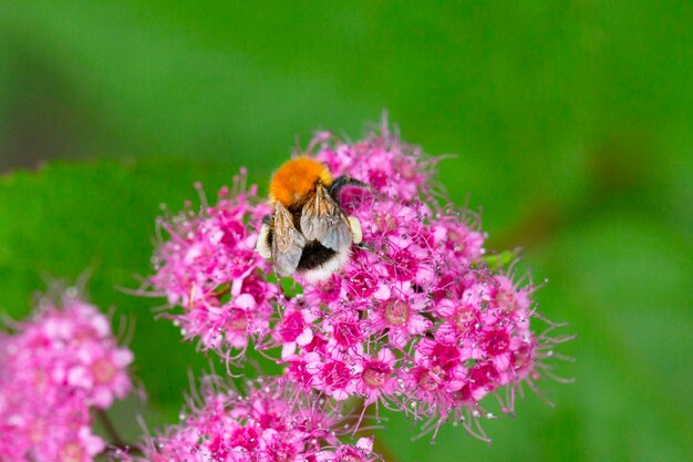 Foto blühende spiraea japonica anthony waterer im sommergarten rosa clusterblumen