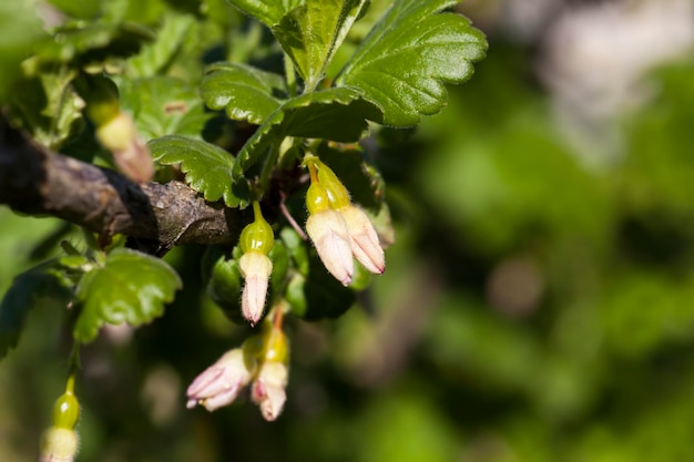 Blühende Stachelbeere mit kleinen Blumen im Sommer, eine kleine Schärfentiefe von blühenden Fruchtstachelbeersträuchern im Frühjahr