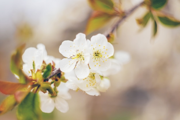 Blühende Äste im Frühjahr.