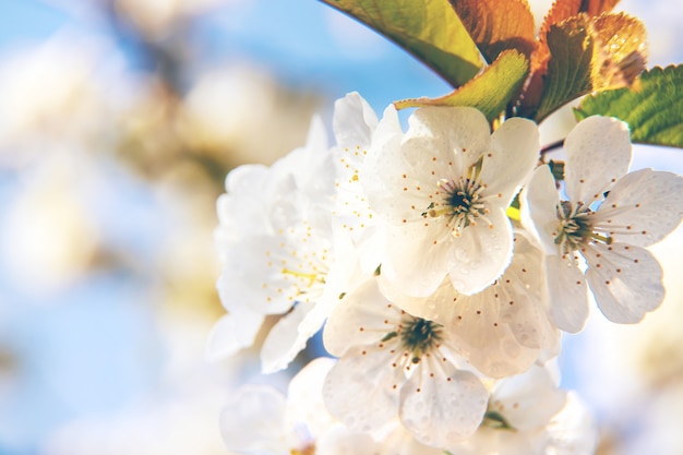 Blühende Äste im Frühjahr.