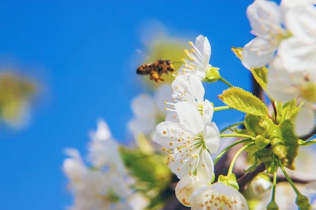 Blühende Äste im Frühjahr.