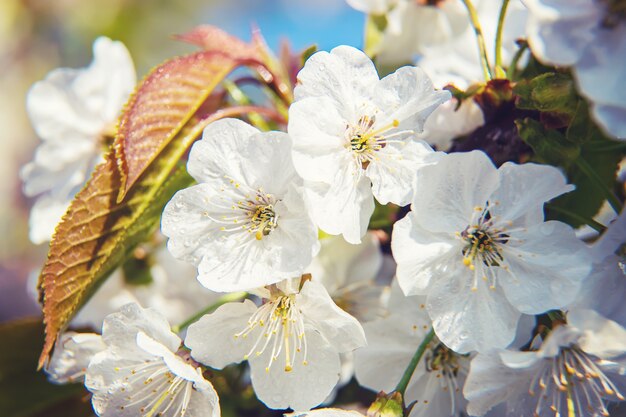 Blühende Äste im Frühjahr.