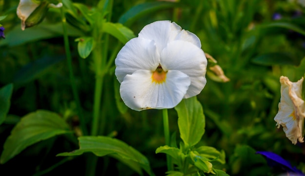 Blühende Stiefmütterchen Schöne blühende Sommerblume