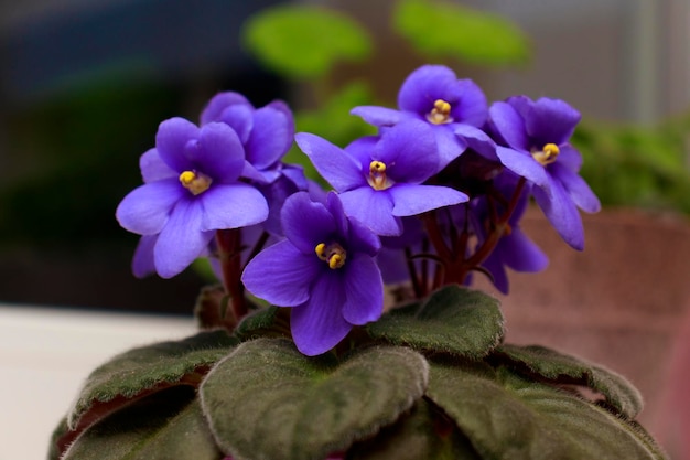 Blühende tiefblaue violette afrikanische violette Blume Saintpaulia auf der Fensterbank. Blühende Saintpaulias.