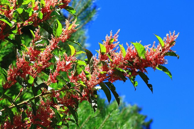 Foto blühende tiger stick- oder japan fleeceflower- oder giant knotweed-blumen mit blauem himmelshintergrund