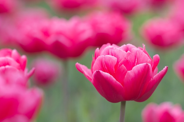 Blühende Tulpen im Botanischen Garten