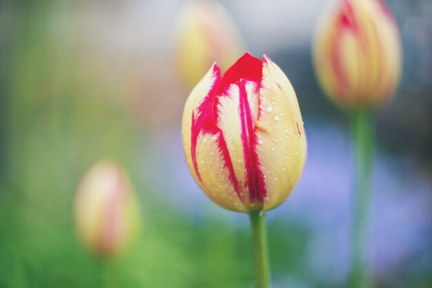 Blühende Tulpen im Frühjahr.