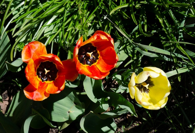 Blühende Tulpen Pflanzung von Tulpen mit gelben und roten Zwiebeln