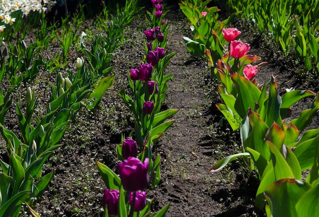 Blühende Tulpen Pflanzung von Zwiebeltulpen verschiedener Farben