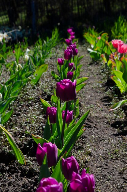 Blühende Tulpen Plantage von violetten Zwiebeln Tulpen