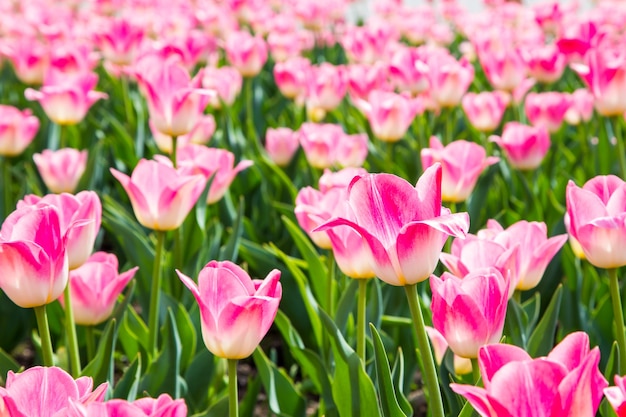 Blühende Tulpen. Schöner Frühlings- und Sommerhintergrund.