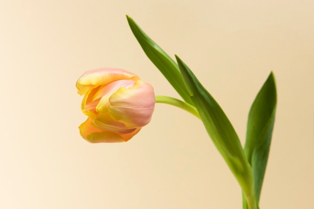 Blühende Tulpenblume auf cremefarbenem Hintergrund