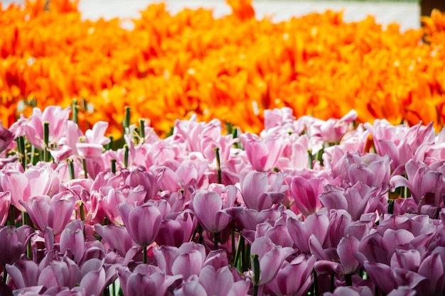 Blühende Tulpenblumen im Frühjahr als floraler Hintergrund