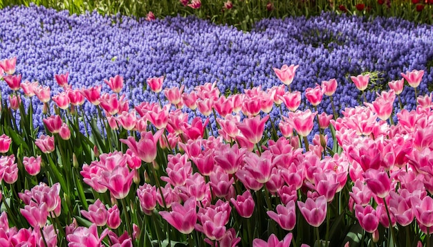 Blühende Tulpenblumen im Frühjahr als floraler Hintergrund