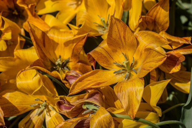 Blühende Tulpenblumen im Frühjahr als floraler Hintergrund