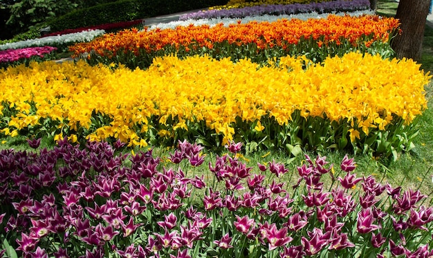 Blühende Tulpenblumen im Frühling als Blumenhintergrund