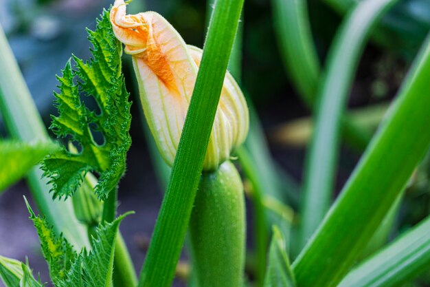 Blühende und reife Früchte von Zucchini im Gemüsegarten - selektiver Fokus, Kopienraum.