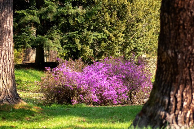 Blühende violette Blumen auf der Pflanze