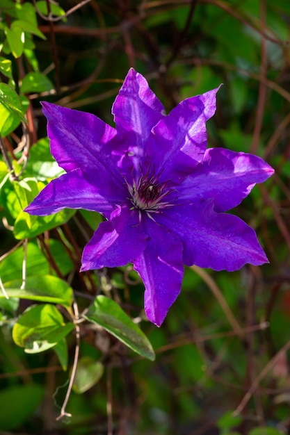 Blühende violette Clematis-Blume auf grünem Hintergrund in der Makrofotografie im Sommer