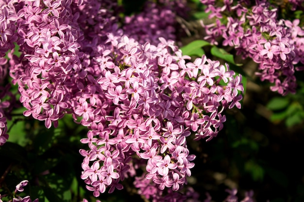 Blühende violette Flieder im Garten